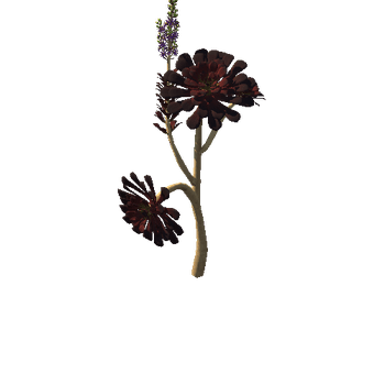 Flower_Aeonium Black Rose3 1